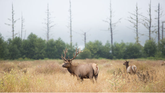Elk Hunting in North America: A Beginners Guide to a Successful Hunt
