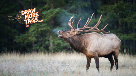 Maximizing Your Chances: A Guide to Understanding Big Game Hunting Draw Odds in the United States