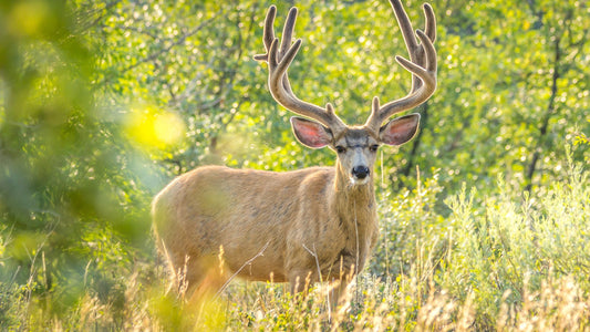 Mule Deer Hunting in the United States: Tips and Tricks for a Successful Hunt